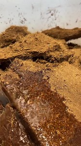 12K views · 366 reactions | This is CRAZY. Coco coir is the most amazing stuff, and not only is it fun to use, it makes amazing raised bed soil, seed starting mix, and potting soil! | MIgardener | Facebook
