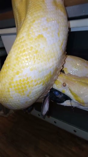 guess how big she is , Burmese python #snake #reptiles #bigsnakevideo #python #snake #snakefeeding