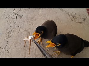 "Every Time I Feed This Myna Bird, It Melts My Heart!"
