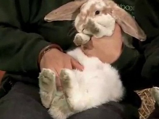 How To Determine Rabbit Gender