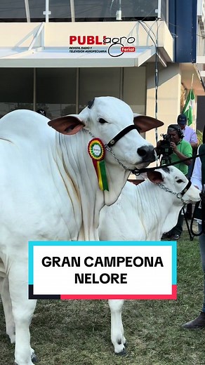 Quimera FIV: Gran Campeona Nelore en Expocruz 2023
