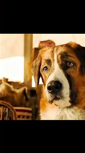 The Movie Clip That Made Millions Cry 😢 | Dog Stops Master From Drinking 🍷 #shorts