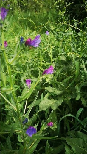 Echium plantagineum, commonly known as Purple Viper's-bugloss or Paterson's Curse