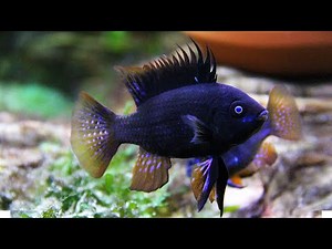 Black ornamental fish for aquarium