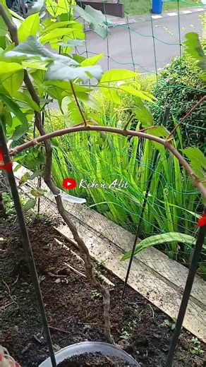 Cangkok anggur import