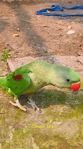 99K views · 1.8K reactions | The parrot is running  funny baby parrot 藍 #parrot #babyparrot #viral #fbreels #birdwatching #birds #shortsfeed #birdsound #fbviral #wildlife | Green Life | Facebook