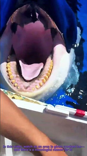 Orca Ice Feeding: Caring for Marine Mammals