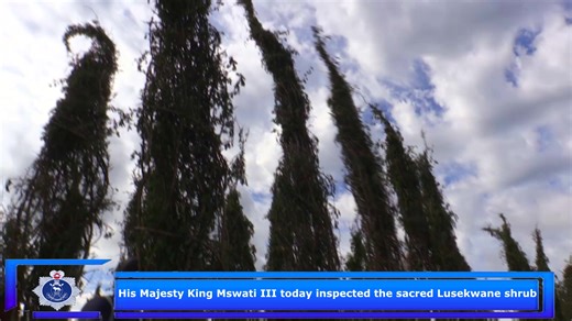 His Majesty King Mswati III today inspected the sacred Lusekwane shrub at Ludzidzini Royal Residence, where REPS Ingatja, with other regiments, showcased the finest quality of the shrub as commissioned by the King. This is part of the ongoing Incwala ceremony with the main day set for Tuesday. | Royal Eswatini Police Service