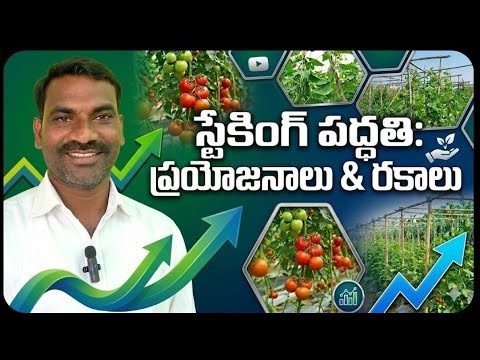 పందిరి పద్దతి వల్ల ప్రయోజనాలు | Benefits of Staking in vegetables cultivation | Sujatha Agri Farm