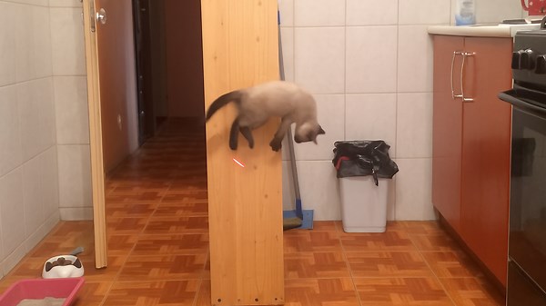 Cat vs Laser | Mid-Air Madness Caught on Camera 😂🚀 | Funny Cat Videos