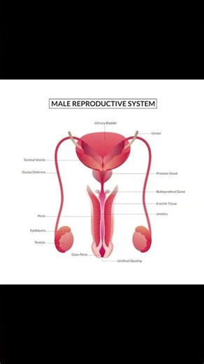 Human Reproductive system.