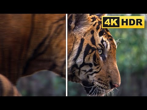 Videoqualität verbessern mit KI - Alte Videos retten auf 4K Auflösung erhöhen [4DDiG Video Enhancer]