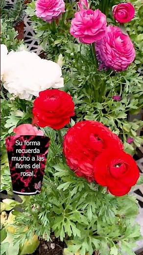 RANUNCULUS or BUTTERCUPS | FLOWERS and BIOLOGY | #ranunculus #flowers #roses