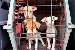 Hudson County Animal Shelter Takes In Hurricane Harvey Dogs (PHOTOS)