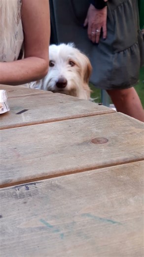 The Observer Collapses the Quantum Wave Function (Mayou, funky hound)