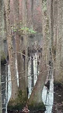 Lots of ducks in the swamp! #duckhunting #ducks