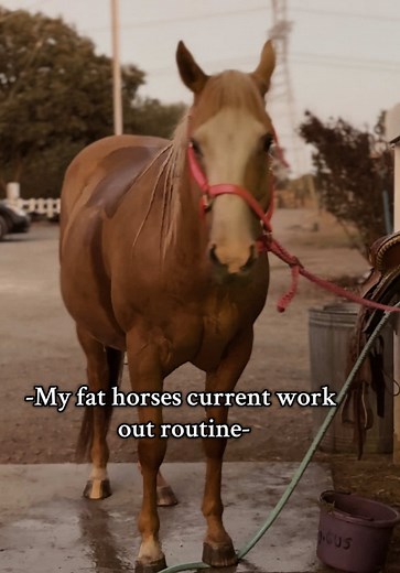 Effective Horse Workouts: Conditioning Tips for Horseowners