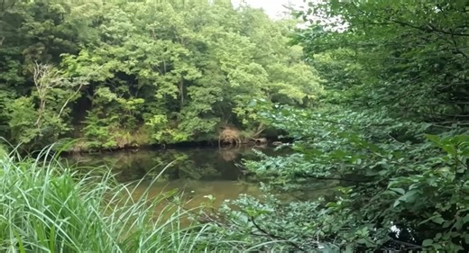 ブラックバスを根絶した池→約1年後の今は……　思わぬ光景に「天国すぎる！」「素晴らしすぎますよ！」（2/3） | その他生き物 ねとらぼ