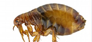 Flea Pest Control | Flea Treatment & Exterminator Services