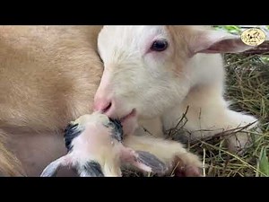 Pygmy goat giving birth 🐐