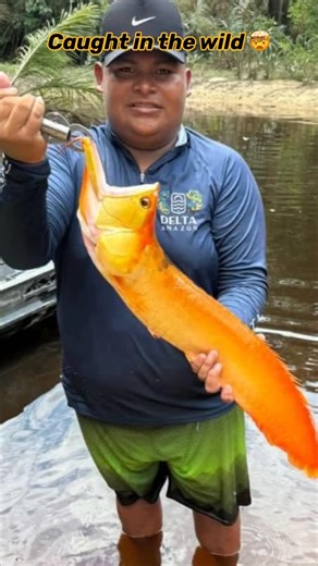 Predatory Fins ® | Rare & Exotic Fish Store on Instagram: "What an amazing fish, and it’s even more amazing that it was able to grow this big in the wild without getting eaten. Usually color morphed animals are much easier prey since it’s harder for them to hide. This arowana was caught and released in the Amazon 🙌🏼 #nature #aquarium #aquariumhobby #arowana #rarefish"