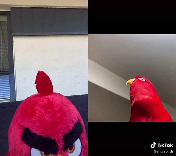 Speaking the Language of My People with Angry Birds | Duet Challenge