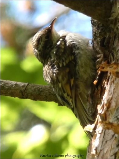 Treecreeper #birds #nature #wildlife