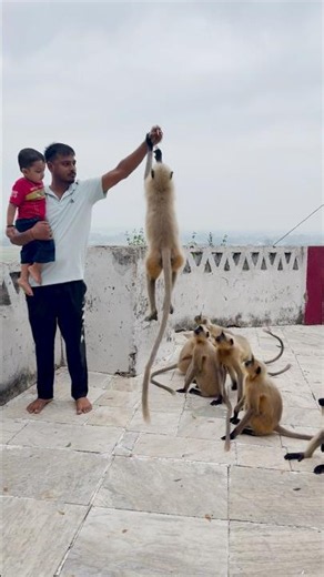 Bajrangi high jump😅🧐🦘#monkey #funny #hanuman #divyanshaurlangurkiyaari