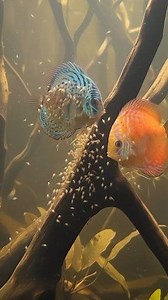 Discus Journey - A Tale of Love and Devotion 😍 Rainy Season Trigger: Rising, soft river water stimulates breeding. Cleaning: The pair cleans a tree root or branch surface. Spawning: Female lays eggs on the root, followed by the male fertilizing them. Incubation: Parents fan the eggs for 2-3 days until they hatch. Larva Stage: Newly hatched larvae stay attached to the root until they can swim. Nursing: The fry swim to the parents' bodies to feed on specialized nutritional skin mucus. #AiReels #d