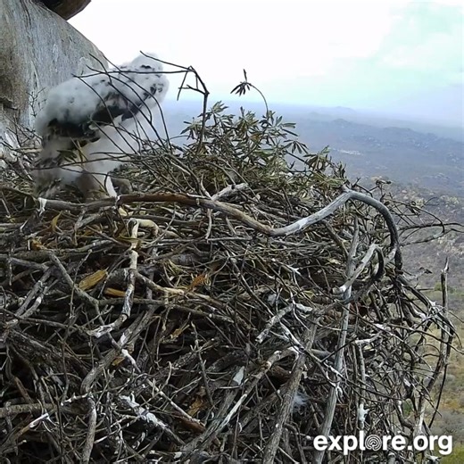 1M views · 16K reactions | A poop shoot and a wing test. This bold black eaglet is thriving on his nest in South Africa. Any guesses on when he’ll take his first flight? | explore.org | Facebook
