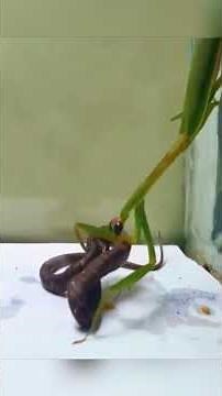 Praying Mantis takes on a snake? #insects #battle #animals #nature