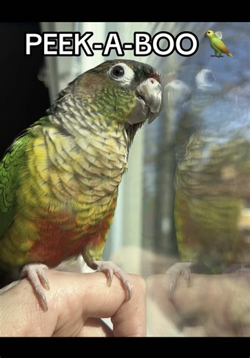 Yoshi doesn’t talk as much as Tiki, but does a great job”peek a boo.” lol. He loves to bonk the window. Does anyone else’s bird also tap glass??? #bird#conure#greencheekconure#feathers#bonk#tacoma#pets#funny#peekaboo#fyp