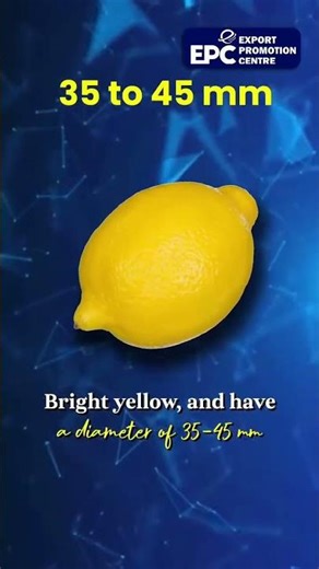 Lemon Export: Key things to know about export business#export #beginners #businessideas