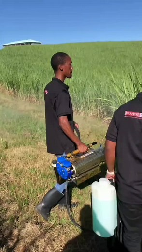 Focusing on the infested section ❌🪰 Never Compromise With Pest.