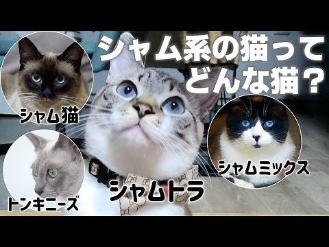 【解説】シャム系猫4種の共通点とそれぞれの特徴や性格｜シャムトラは？