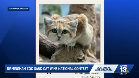 Birmingham Zoo's Abbey the sand cat wins national contest