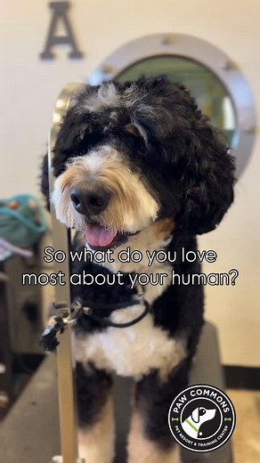 Definitely the snacks! #dogtreats #PawCommonsEncinitas #PawCommonsPetResort #DogDaycare #DogsOfInstagram #PuppyPlaytime #DogTraining #ObedientDog #PuppyTraining #FreshlyGroomed #DogGroomingLife #PamperedPup #FluffyAndFresh | Paw Commons Pet Resort & Training Center - Encinitas