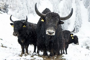 What Is The Difference Between Cattle, Bison, Buffalo, And Yak? (In-Depth) - All The Differences