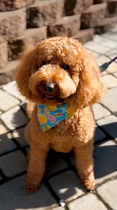🌟 Behind every We Love Doodles is a real story. Meet co-founders Garrett Yamasaki and his goldendoodle Kona. Kona helped inspire his dad to create affordable, do-it-yourself dog grooming products when Garrett couldn't find the right tools to maintain Kona’s curly coat. Kona is We Love Doodle’s Chief Product Tester, and he makes sure everything meets the highest standards before it reaches a puppy owner’s grooming routine. Follow Kona as he takes you through a day in the life at their home offic