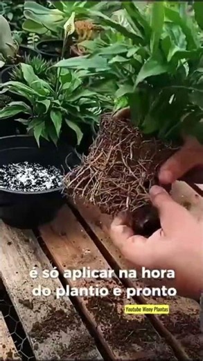 Want to Learn How to Care for Your Plants? Watch the Full Videos on the Channel! - @wenyplantas