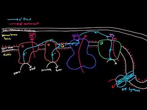 Electron Transport Chain (Part 3 of 3) - Oxidative Phosphorylation, Chemiosmosis, ATP Synthase