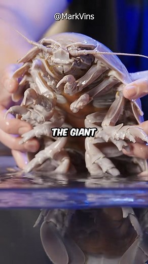 64K views · 700 reactions | The Oversized Giant Isopod! #facts #Amazing #animals #trivia | BERN.ph | Facebook