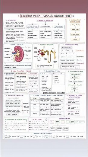 🩺 Complete Excretory System Flowchart Notes | Human Excretory System | Kidney & Nephron |