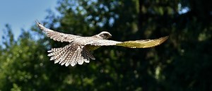The Air Force Studied Falcons to Develop a Bio-Mimicking Drone Defense