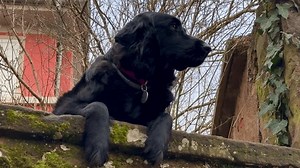 Black Labrador dog sits on the wall with its paws dangling. Pets play outdoors. High quality 4k footage