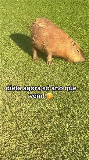 META PRA 2026! 🤭 #dieta #2026 #capivara #humor