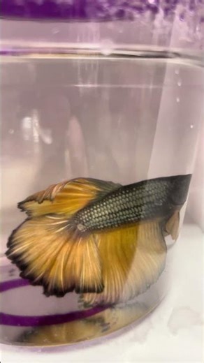 Betta Fish At Petsmart Store #shorts