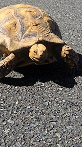 Esta Aike 🐢 es cosa Seria!! Últimamente anda de escapista. Se cree pq cumplió 7 años esta legal!Gracias a los vecinos que siempre me avisan. Tengo q inventar algo mas fuerte para q no escape del patio! | Heidy Berrios