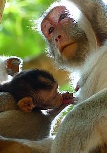 37K views · 1.9K reactions | Trillions sad Jane's baby monkey today! she's really hungry milk and she trying to get milk so difficult... | Jane Family | Facebook