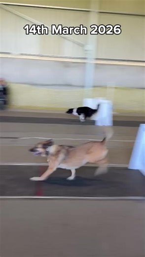 First comp of 2026! I couldn’t be prouder of Miss Alice, running second in a new line up really put her speedy pants on. Her fastest time of the day was 5.75 and with the help of the rest of Carry On Roaring we got our first ever win 🥇 I can’t wait to see what the rest of the season brings 🥰 #flyball #flyballdogsoftiktok #workingdog #dogsports #smalldog